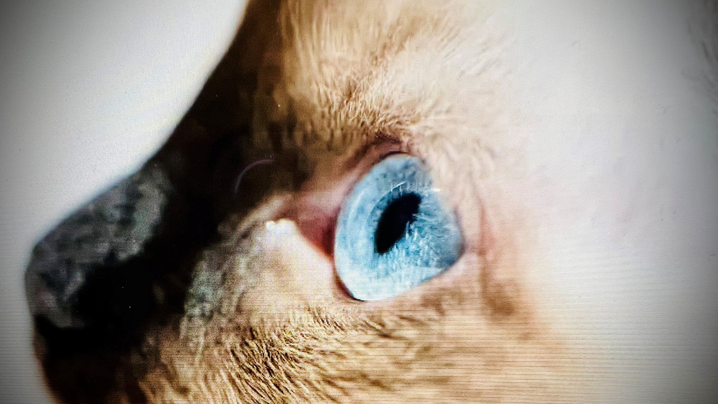 ONE Compassionate Animal Reiki Session (up to 1 Hour)