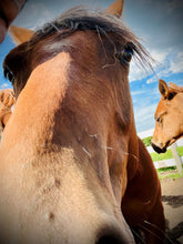 Load image into Gallery viewer, ONE Human Reiki & TWO Compassionate Animal Reiki Session (3 Hours)
