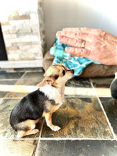 Load image into Gallery viewer, LEVEL 1 Compassion Animal Reiki Practitioner Course