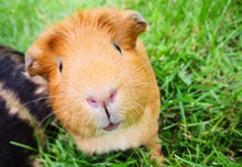 Load image into Gallery viewer, ONE Human Reiki & TWO Compassionate Animal Reiki Session (3 Hours)