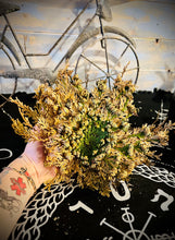 Load image into Gallery viewer, Large Rose Of Jericho (Resurrection Plant)