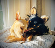 Load image into Gallery viewer, LEVEL 1 Compassion Animal Reiki Practitioner Course