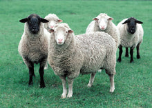 Load image into Gallery viewer, LEVEL 2 Compassion Animal Reiki Practitioner Course