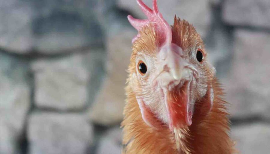 TWO Compassionate Animal Reiki Session Animal (up to 2 Hour)