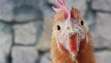 Load image into Gallery viewer, ONE Human Reiki & TWO Compassionate Animal Reiki Session (3 Hours)
