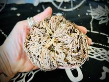 Load image into Gallery viewer, Large Rose Of Jericho (Resurrection Plant)
