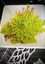 Load image into Gallery viewer, Small Rose Of Jericho (Resurrection Plant)