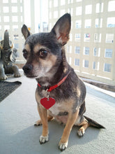 Load image into Gallery viewer, ONE Compassionate Animal Reiki Session (up to 60 Minutes)
