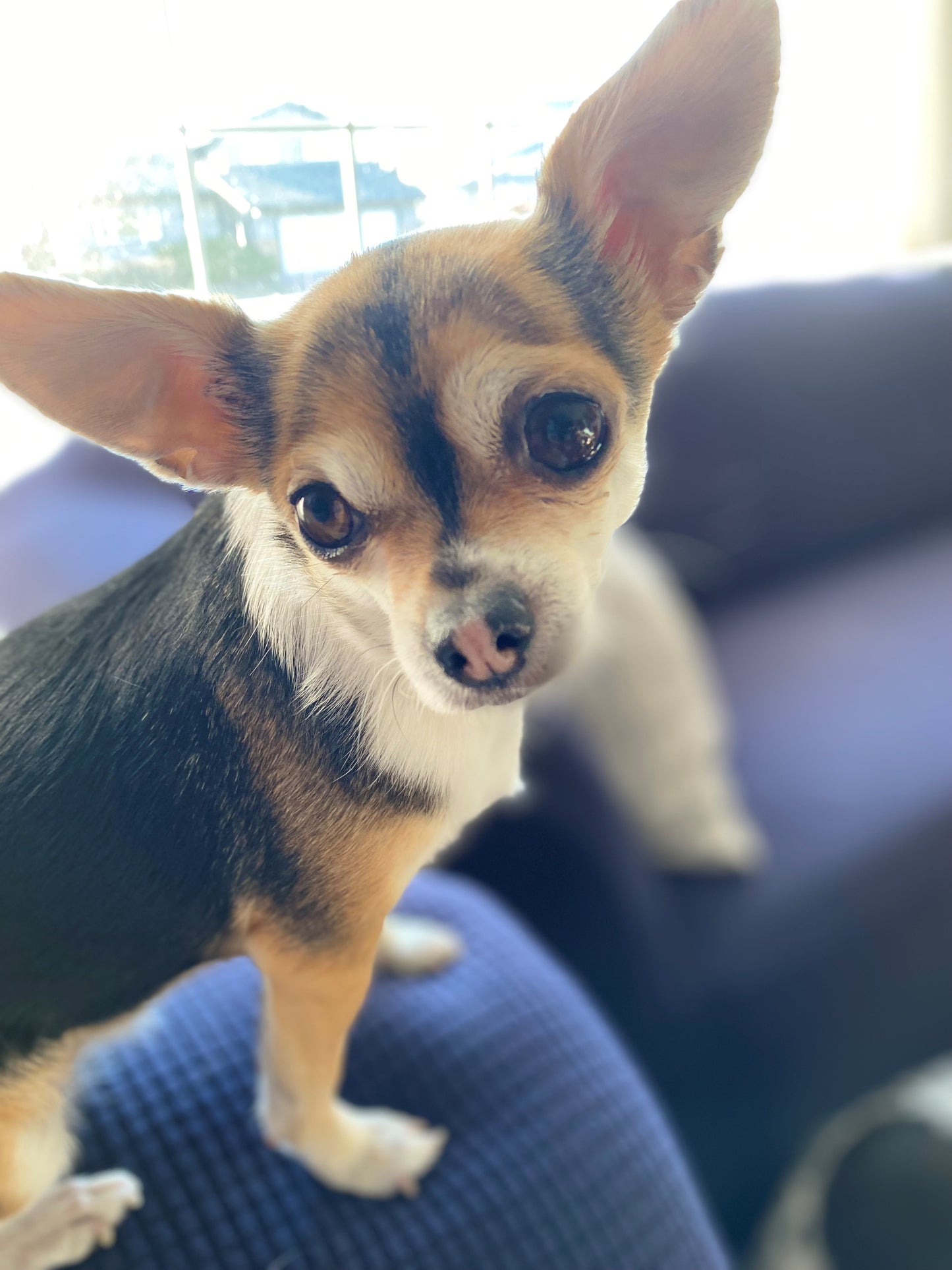 ONE Compassionate Animal Reiki Session (up to 1 Hour)