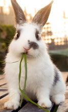 Load image into Gallery viewer, ONE Human Reiki &amp; TWO Compassionate Animal Reiki Session (3 Hours)
