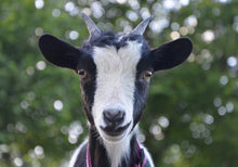 Load image into Gallery viewer, LEVEL 2 Compassion Animal Reiki Practitioner Course
