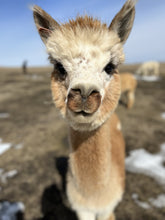 Load image into Gallery viewer, LEVEL 2 Compassion Animal Reiki Practitioner Course
