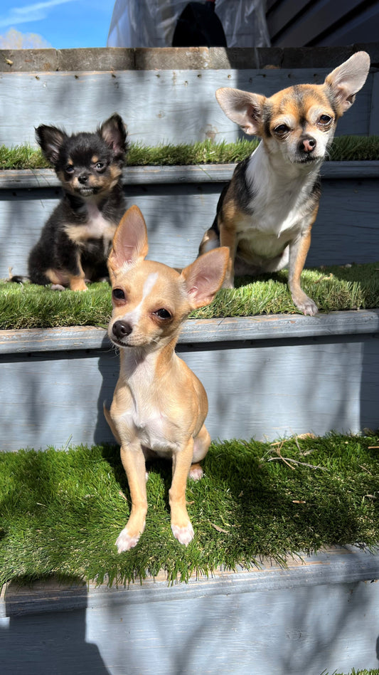 THREE Compassionate Animal Reiki Sessions (up to 3 Hours)