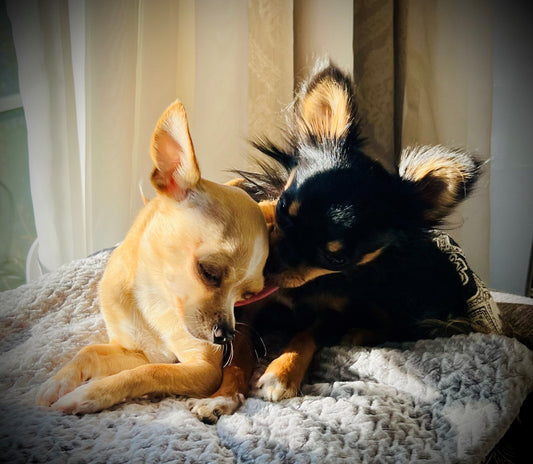 TWO Compassionate Animal Reiki Session Animal (up to 2 Hour)