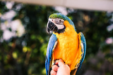 Load image into Gallery viewer, TWO Compassionate Animal Reiki Session Animal (up to 2 Hour)
