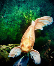 Load image into Gallery viewer, ONE Human Reiki &amp; TWO Compassionate Animal Reiki Session (3 Hours)
