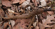 Burdock Root 10g