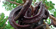 Carob Powder 10g