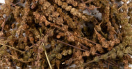 Catnip, Japanese 10g