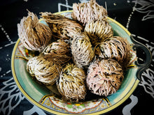 Load image into Gallery viewer, Small Rose Of Jericho (Resurrection Plant)
